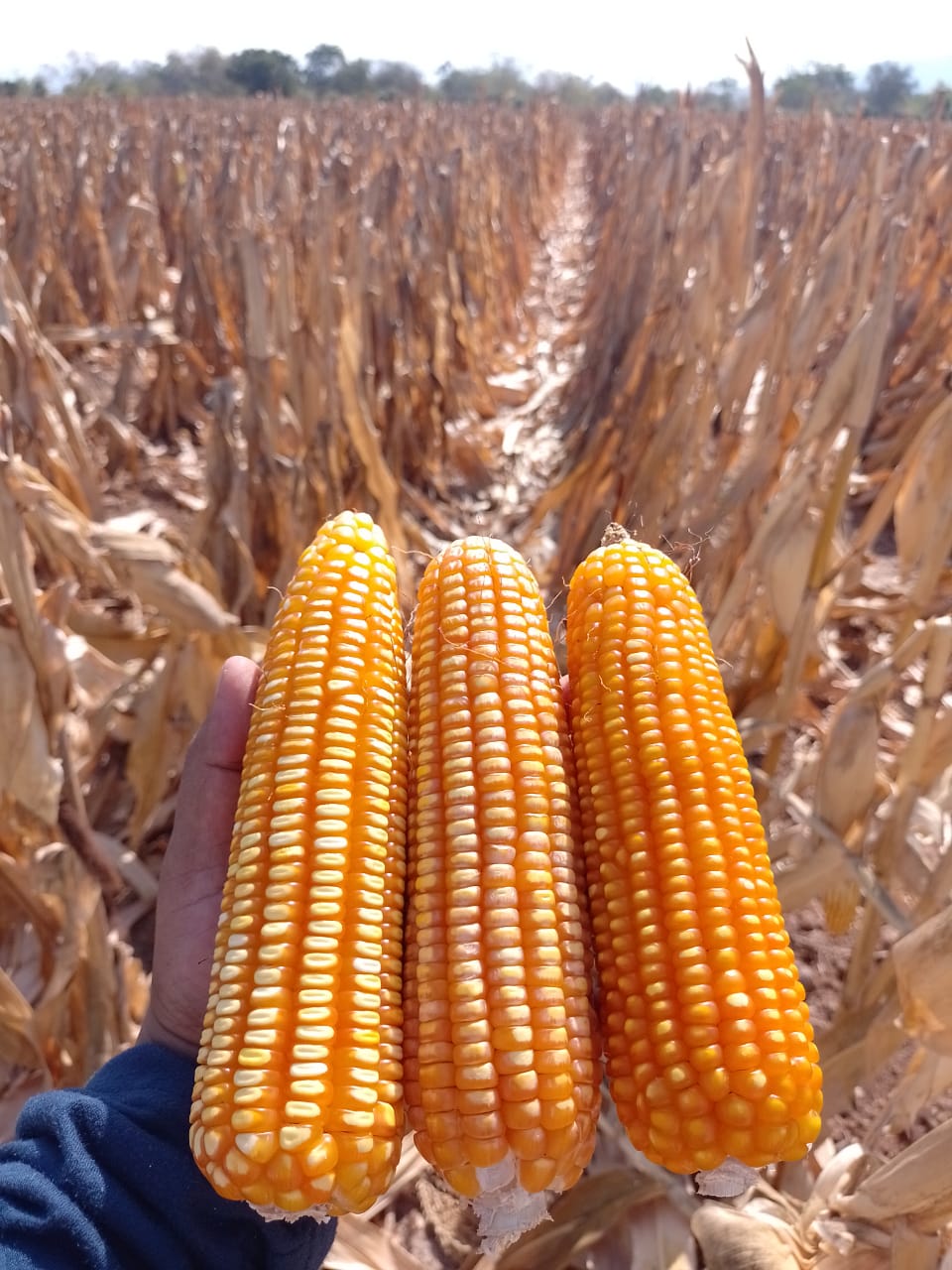 Responsabilidad institucional